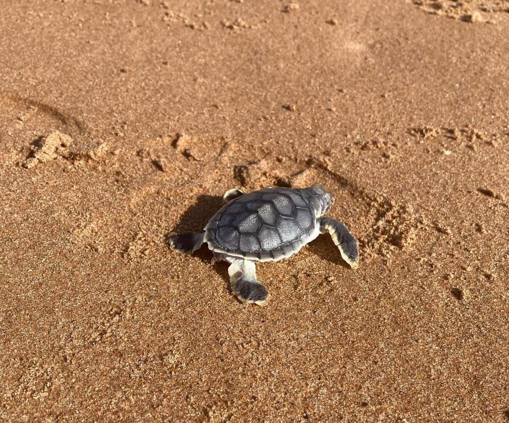 Turtle monitoring - volunteer program training weekend