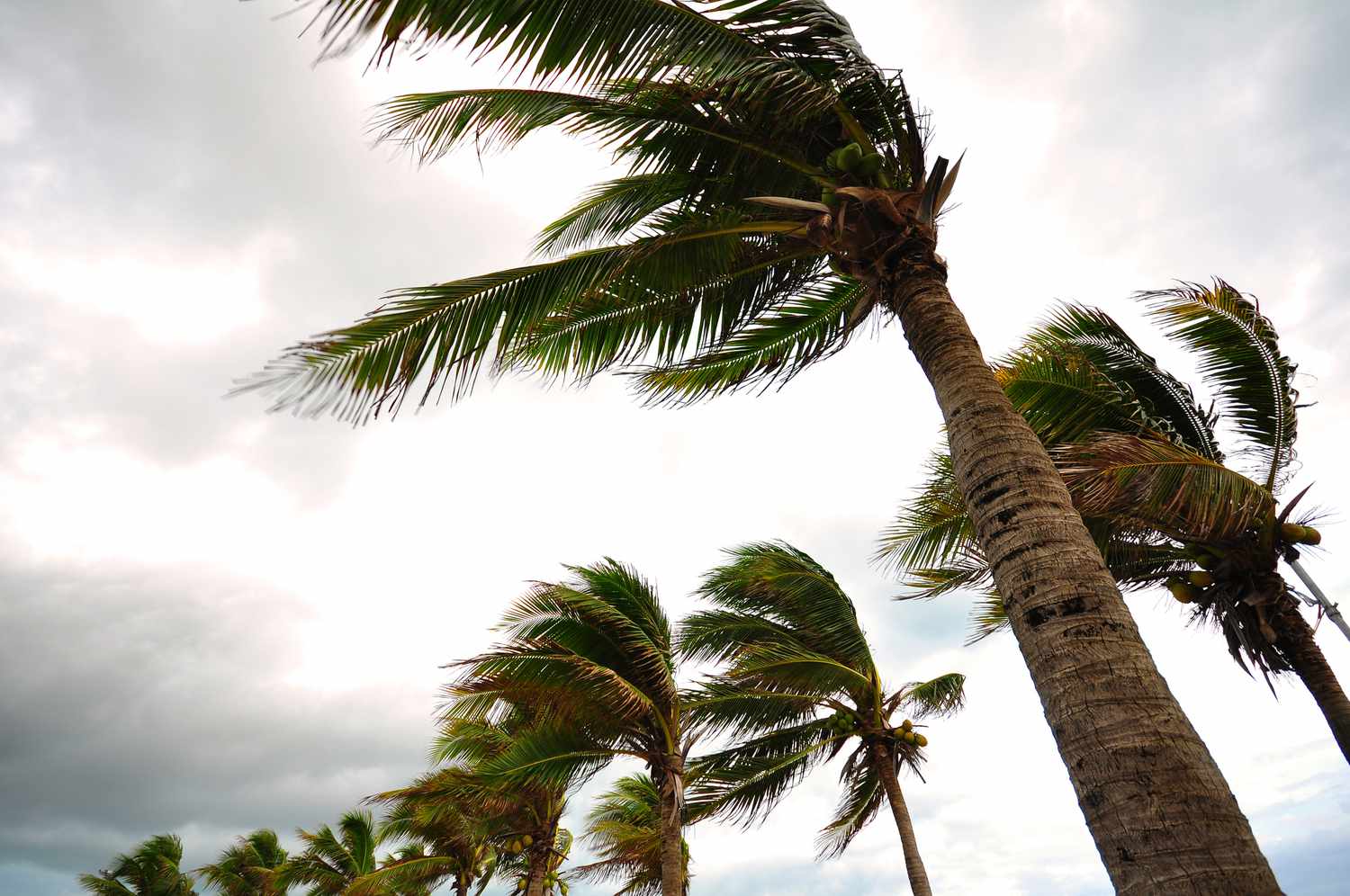 Spring clean your yard - ready for pre-cyclone season!