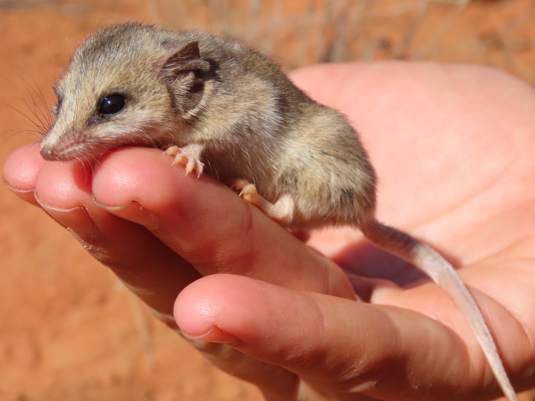 Native fauna relocation a success